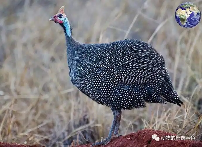 非洲人民吃的鸡原来个头这么大,现在已经被引进我国