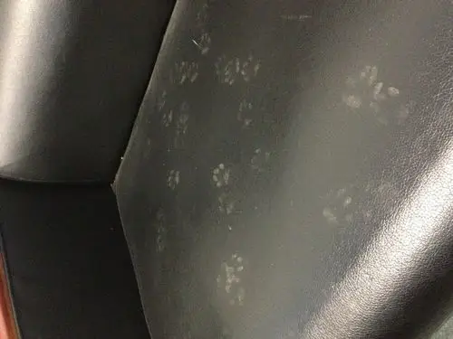 请教这是什么动物的脚印