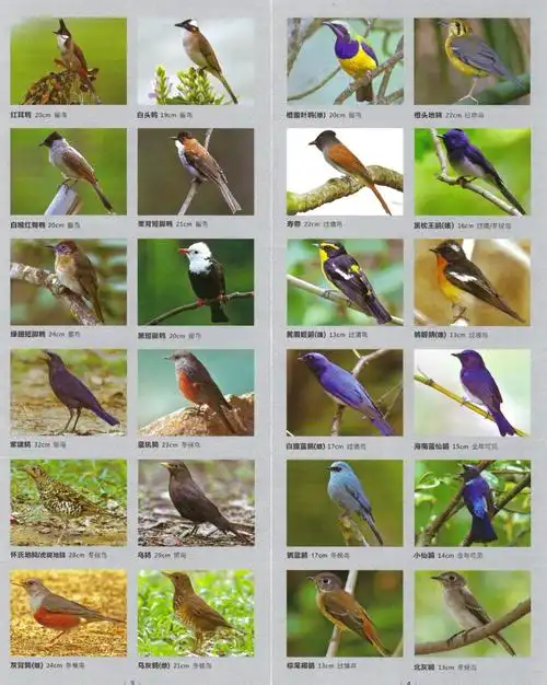 鸟类图鉴