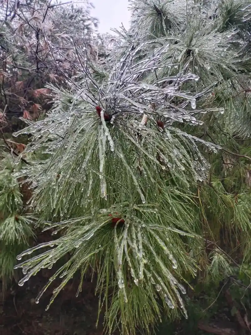 满树结冰,只有到了高山才有了此景!树叶接受了风的追求!而冰冲 - 抖音