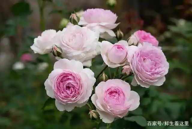 维萨里月季是什么花?