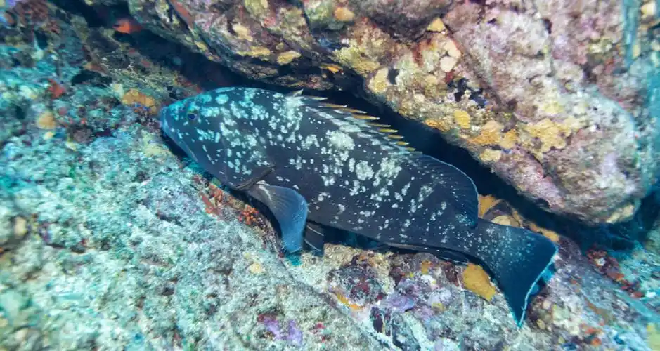 名贵水产:常见的石斑鱼有哪些?野生数量减少,养殖或成解救方案