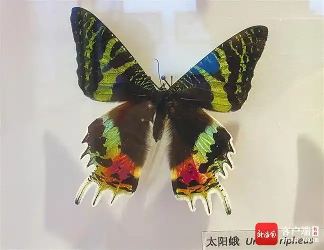 洞见"蝴蝶王国"的窗口_社会热点_社会频道_云南网