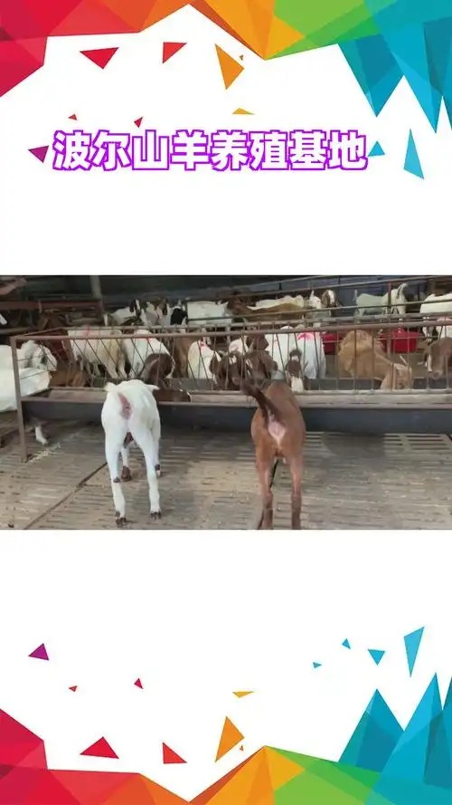 波尔山羊小羊羔的详细介绍