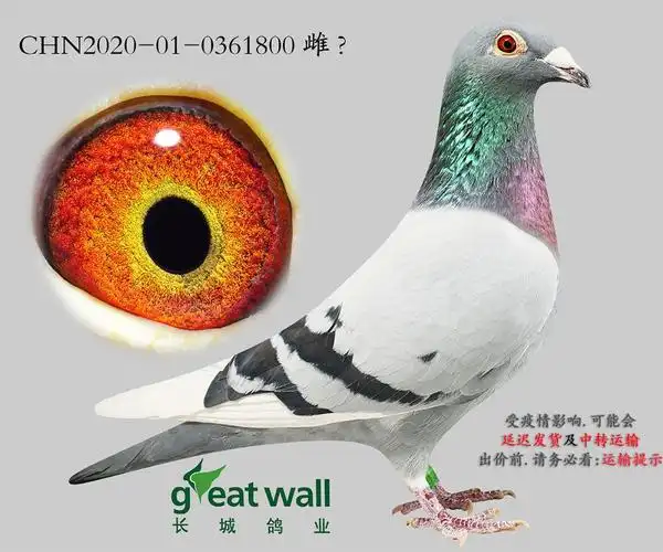 年轻超级克拉克回血.0361800-信鸽在线拍卖平台-中国信鸽信息网