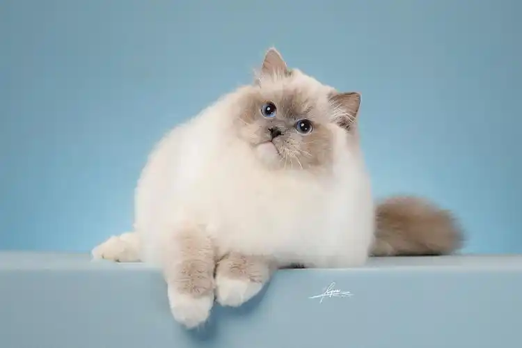 布偶猫|摄影|宠物摄影|amyworks赛猫摄影 - 原创作品 - 站酷 (zcool)