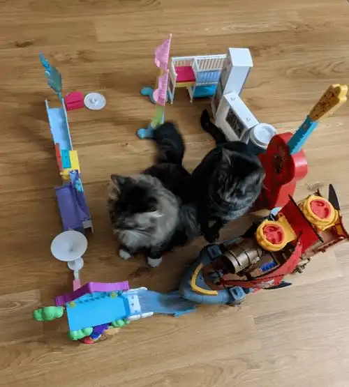 网友分享新式捕猫陷阱,没有一只猫能逃得掉!_纸箱_猫猫_猫咪