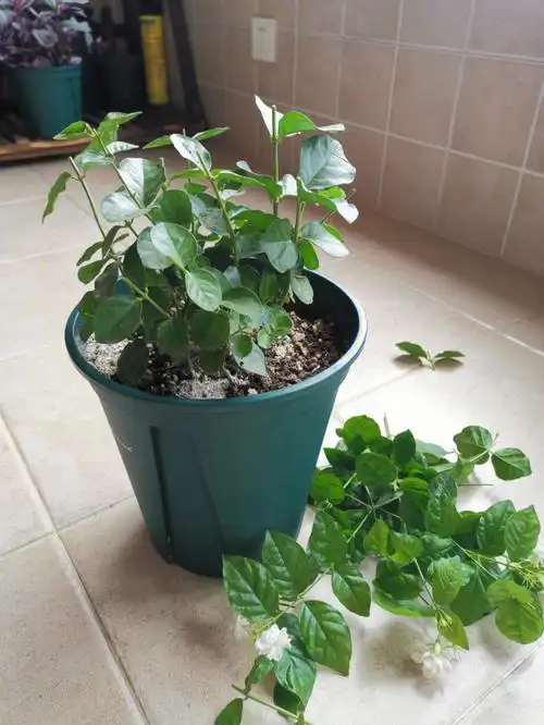 修剪茉莉花下手一定要狠第二次修剪分享