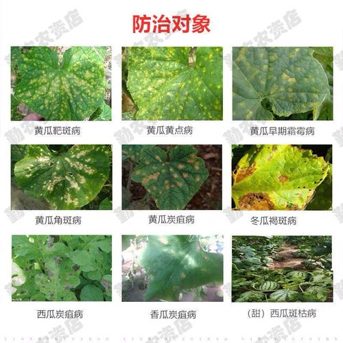 黄瓜靶斑病黄瓜病全治黄瓜叶面肥黄瓜农药霜霉病靶斑病农药杀菌剂