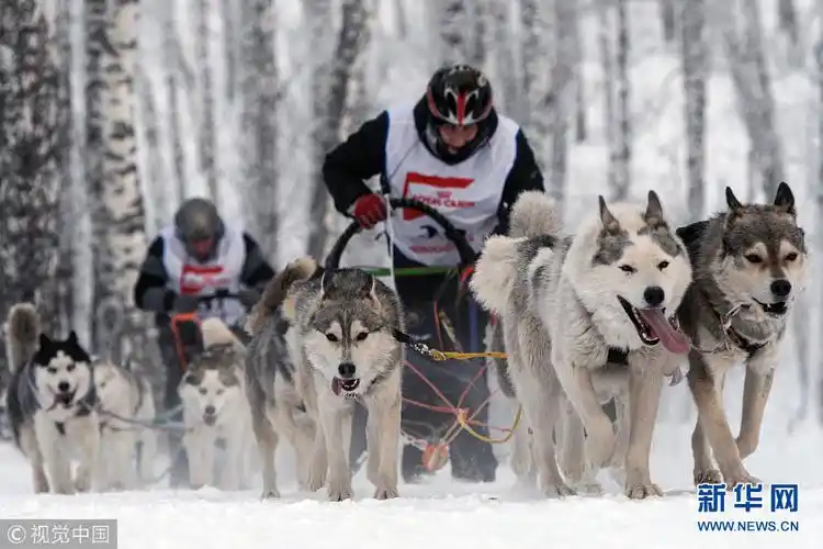 俄罗斯举行狗狗拉雪橇比赛