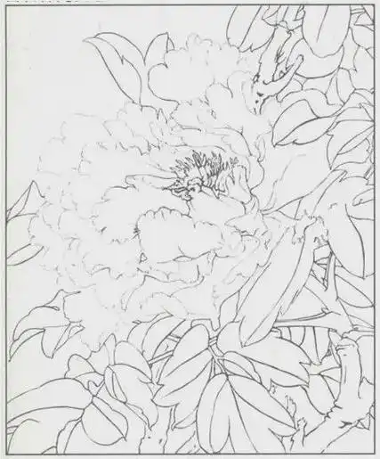 白牡丹的工笔画法步骤|花瓣|胭脂|叶子|牡丹花_网易订阅