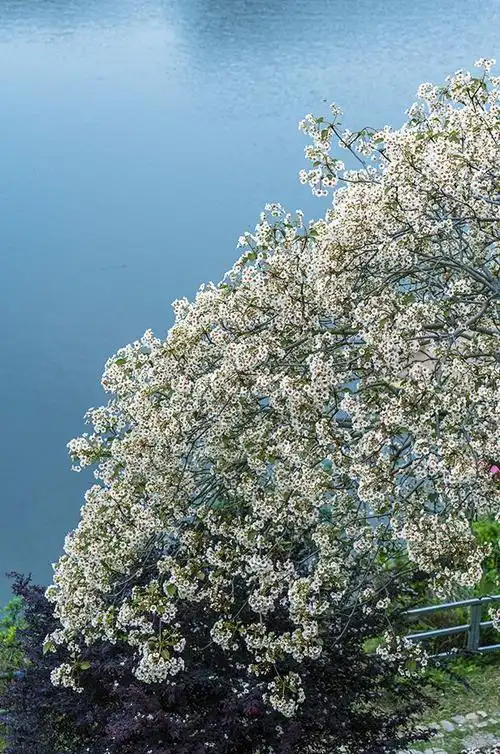 回顾 | 油桐花与古厝可以得兼,探寻永春的花花世界
