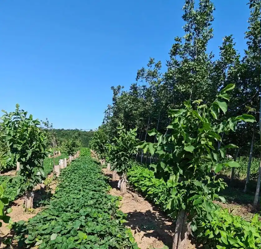 走进青屏办事处于家岗王战伟核桃园
战伟园里80多株核桃树,树