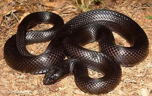 梦见大黑蛇的原版周公解梦蛇赤黑,口舌青,吉.