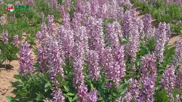 中药材花海,白鲜激情绽放,药用观赏兼得