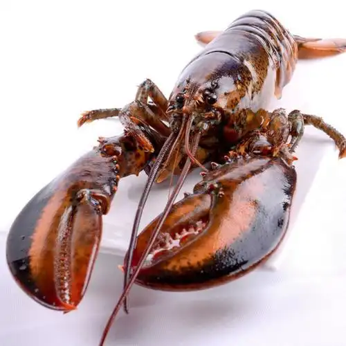 波士顿龙虾1到9斤每只超大冰鲜大龙虾加拿大波龙批发酒店商用零售青封