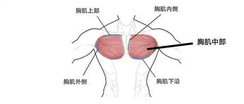5种俯卧撑,让女生练出饱满挺翘的胸部,男生练出结实有型的胸肌