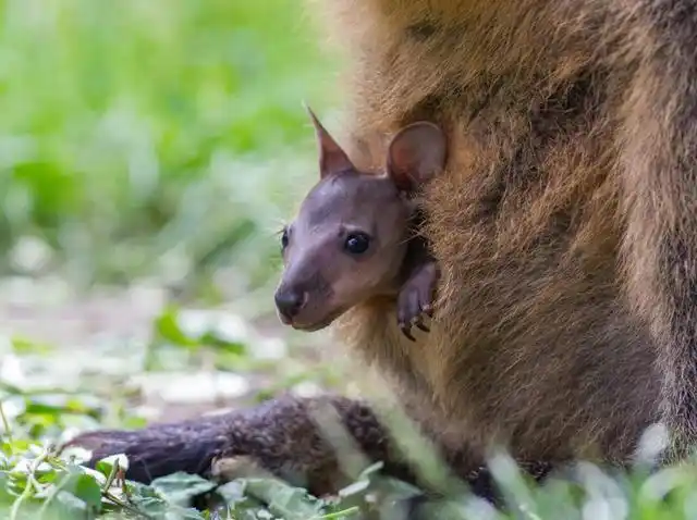 袋育儿袋(蜜袋鼯 育儿袋)