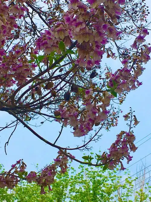 梧桐树上梧桐花