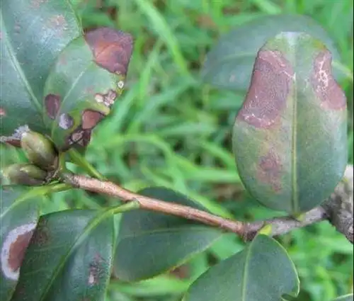 茶花出现这几种病害,要及时进行防治管理