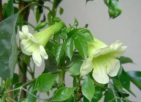 绿宝树会开花吗养多久才能开花