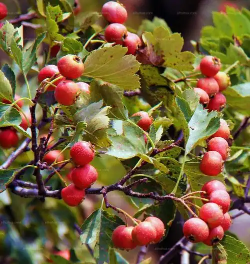 野山楂图片_大自然的野山楂图片大全 - 花卉网