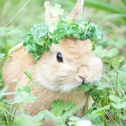 太治愈了这位日本这位铲屎官家的兔子简直萌翻了