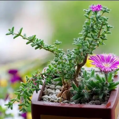 婴儿般的多肉植物:姬红小松