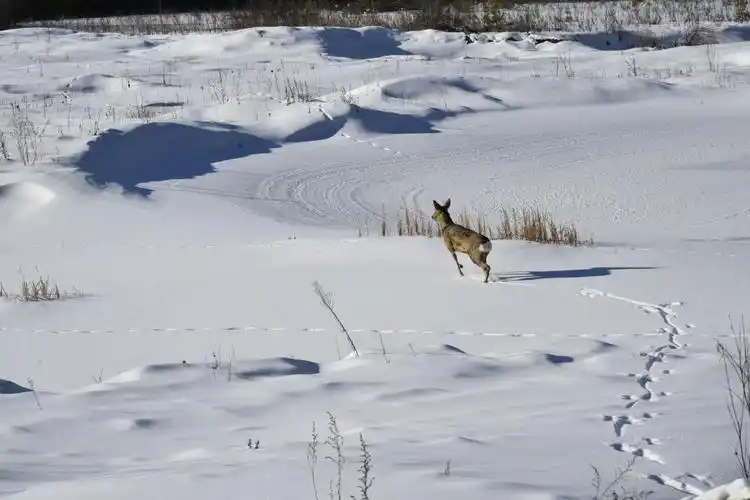 (央广网发 高鹏 摄)据悉,狍子是大兴安岭林区常见的野生动物之一,其