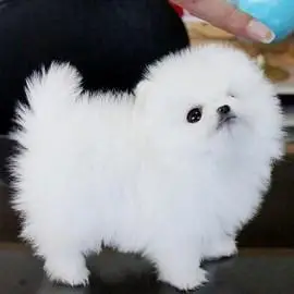 茶杯犬 - 倍爱宠