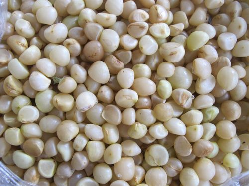 直销君子兰种子立板圆头宽叶和尚元宝油匠虎头坑麻真种子10粒价格