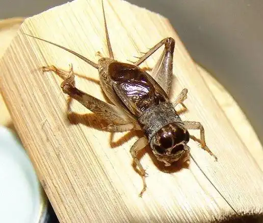 9.22——蟋蟀情——最后祝大家身体健康,全家幸福.