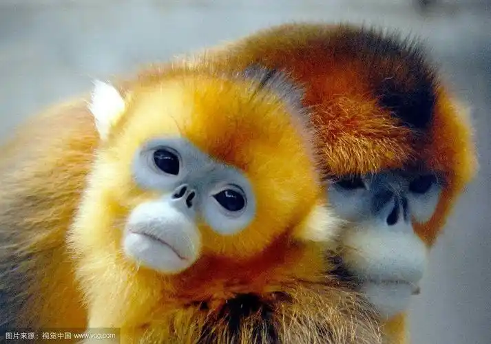 聪明可爱的猴子:金丝猴,红面猴,狒狒,指猴,黑叶猴.