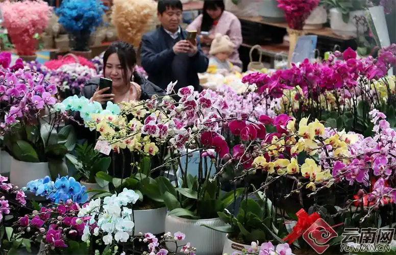 高清组图昆明斗南花市红火迎新年