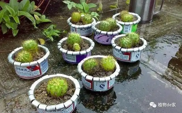 喝完的易拉罐别扔,自己动手做小花盆,就是这么简单