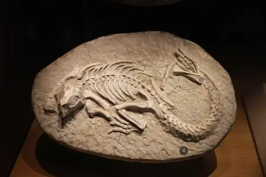 上海自然博物馆鹦鹉嘴龙化石