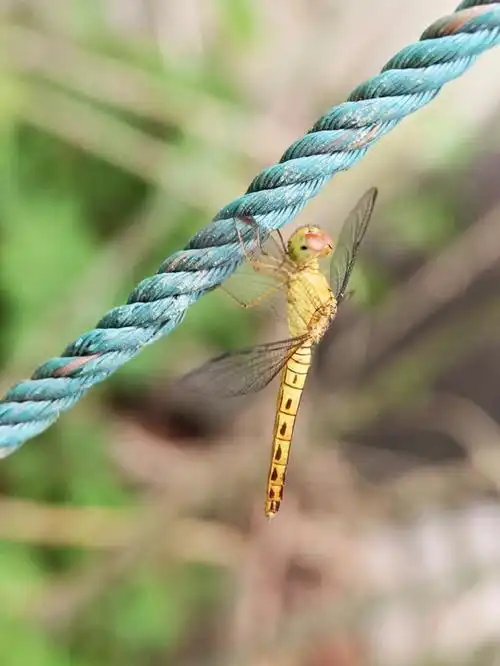 空中狩猎者的秘密武器蜻蜓复眼的五大神奇能力