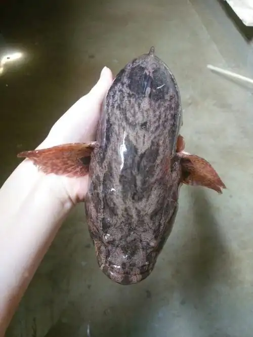 这是笋壳鱼吗?还是黑鱼?还是只能观赏的鱼?