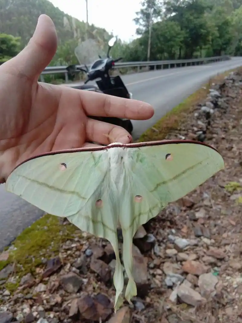 月形天蚕蛾 路上偶遇,看起来挺好看的.