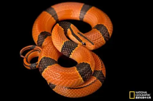 国际蛇日,"魔鬼"也有华丽的一面