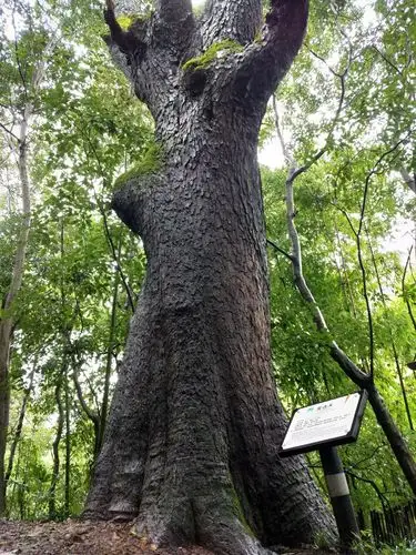 你见过如此高大的黄连树吗?黄连之王!