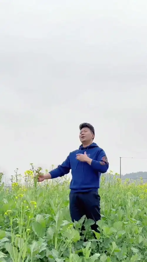 油菜花又开了你是乡村最美的风景民歌乡村风景张映龙爱音乐爱生活