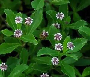 蓬莱草的功效与作用-图片-禁忌-乡间郎中