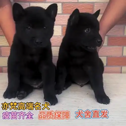 中华田园五黑犬幼犬正宗五黑犬活体广西土猎犬精品五黑犬看家护院
