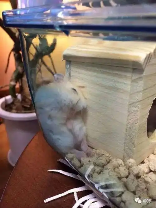 突然没电了!运动到一半就突然睡死的仓鼠