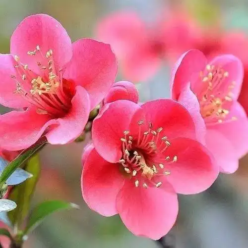 最新梅花微信头像_头像图片_扣扣乐园