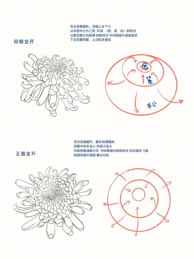 菊花线描写生步骤(2)|简单实用!