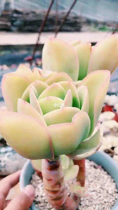 多肉植物柠檬卷