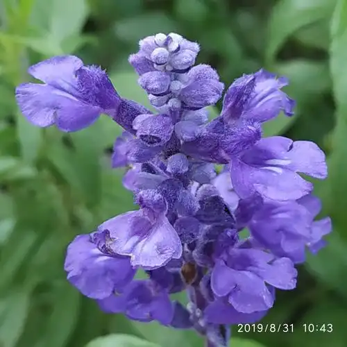 白蝶独恋鼠尾草【随拍随笔】