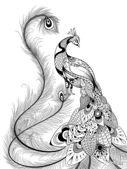 黑白线描 | 分享